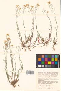 Резуховидка стрелолистная (M.Bieb.) Al-Shehbaz, O'Kane & R.A.Price, Восточная Европа, Нижневолжский район (E9) (Россия)