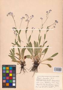 MHA 0 153 472, Myosotis alpestris subsp. suaveolens (Waldst. & Kit. ex Willd.) Strid, Восточная Европа, Нижневолжский район (E9) (Россия)