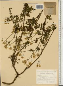 Tanacetum partheniifolium (Willd.) Sch. Bip., Кавказ, Дагестан (K2) (Россия)