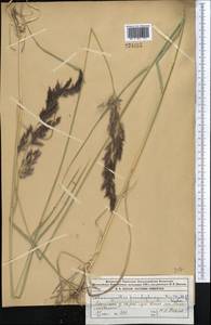 Вейник ложнотростниковидный (Haller f.) Koeler, Средняя Азия и Казахстан, Джунгарский Алатау и Тарбагатай (M5) (Казахстан)