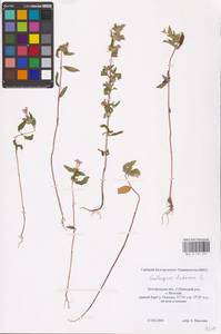 MHA 0 154 257, Пикульник ладанниковый L., Восточная Европа, Центральный лесостепной район (E6) (Россия)