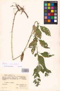 MHA 0 157 975, Mentha × verticillata L., Восточная Европа, Белоруссия (E3a) (Белоруссия)