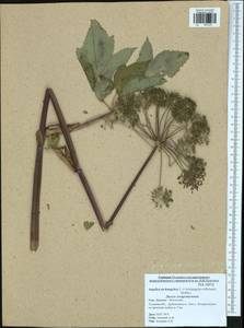 Дудник лекарственный, Дягиль лекарственный L., Восточная Европа, Центральный район (E4) (Россия)