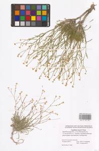 Клоповник лировидный L., Восточная Европа, Восточный район (E10) (Россия)