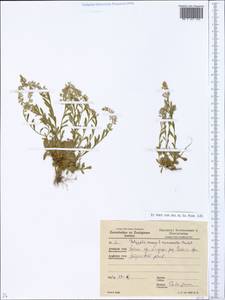 Истод горьковатый Crantz, Восточная Европа, Латвия (E2b) (Латвия)