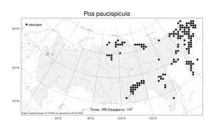 Poa paucispicula, Мятлик немногоколосковый Scribn. & Merr., Атлас флоры России (FLORUS) (Россия)