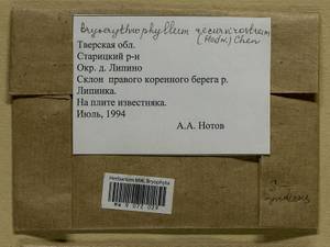 Bryoerythrophyllum recurvirostrum (Hedw.) P.C. Chen, Гербарий мохообразных, Мхи - Центральное Нечерноземье (B6) (Россия)