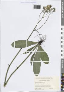 Скерда обгрызенная, Скерда тупоконечная (L.) Tausch, Восточная Европа, Центральный лесостепной район (E6) (Россия)