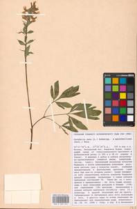 Corydalis cava × marschalliana, Восточная Европа, Московская область и Москва (E4a) (Россия)