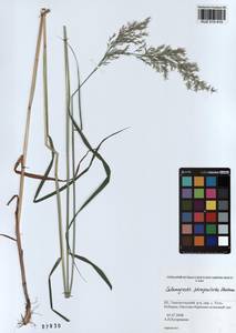 Вейник пурпурный (Trin.) Trin., Сибирь, Алтай и Саяны (S2) (Россия)