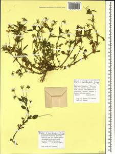 Viola × contempta Jord., Кавказ, Ставропольский край, Карачаево-Черкесия, Кабардино-Балкария (K1b) (Россия)