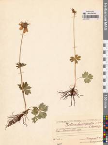 Купальница бумажночашелистиковая Schipcz., Сибирь, Чукотка и Камчатка (S7) (Россия)