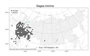 Gagea minima, Гусиный лук малый (L.) Ker Gawl., Атлас флоры России (FLORUS) (Россия)