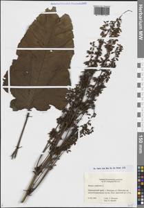 Щавель конский Willd., Сибирь, Дальний Восток (S6) (Россия)