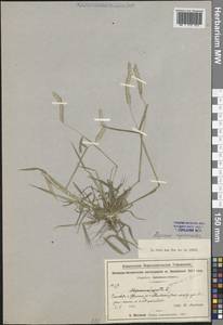 Лисохвост мышехвостниковый Huds., Кавказ, Азербайджан (K6) (Азербайджан)