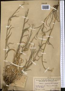 Кузиния ложномягкая C. Winkl., Средняя Азия и Казахстан, Памир и Памиро-Алай (M2) (Узбекистан)