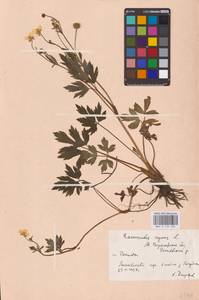 Лютик ползучий L., Восточная Европа, Центральный лесостепной район (E6) (Россия)