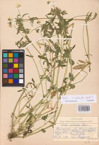 Viola ×contempta Jord., Восточная Европа, Северо-Западный район (E2) (Россия)