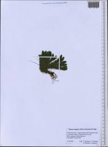 Баранец обыкновенный (L.) Bernh., Сибирь, Дальний Восток (S6) (Россия)