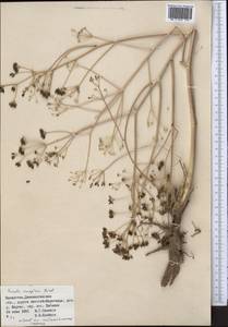 Ферула каспийская M.Bieb., Средняя Азия и Казахстан, Муюнкумы, Прибалхашье и Бетпак-Дала (M9) (Казахстан)