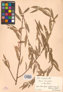 Ива джунгарская Andersson, Средняя Азия и Казахстан, Сырдарьинские пустыни и Кызылкумы (M7) (Казахстан)