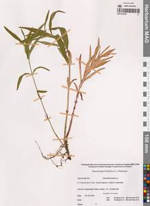 Вербейник кистецветный, Кизляк кистецветный L., Сибирь, Чукотка и Камчатка (S7) (Россия)