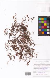 Камнеломка супротивнолистная L., Восточная Европа, Северный район (E1) (Россия)