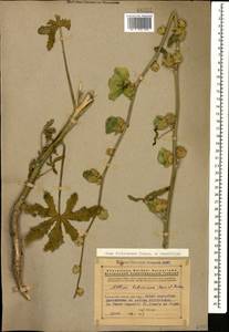 Шток-роза желтовато-зеленая (Boiss. & Buhse) Iljin, Кавказ, Армения (K5) (Армения)