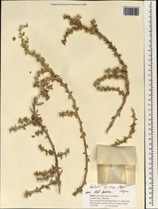Salsola squarrosa subsp. squarrosa, Зарубежная Азия (ASIA) (Кипр)
