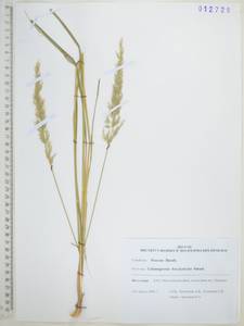 Вейник тростниковый (L.) Roth, Сибирь, Дальний Восток (S6) (Россия)