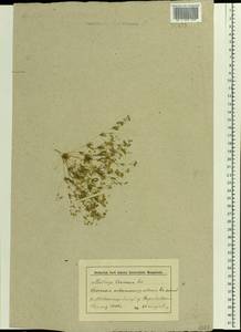 Hypertelis cerviana (L.) Thulin, Восточная Европа, Нижневолжский район (E9) (Россия)
