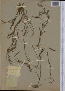 Lathyrus angulatus L., Западная Европа (EUR) (Франция)