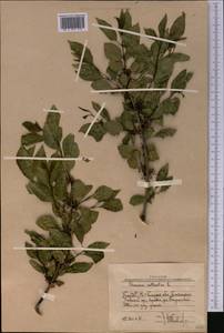 Жестер слабительный, Крушина слабительная L., Средняя Азия и Казахстан, Западный Тянь-Шань и Каратау (M3) (Узбекистан)