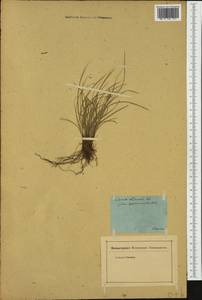 Carex distachya Desf., Западная Европа (EUR) (Франция)