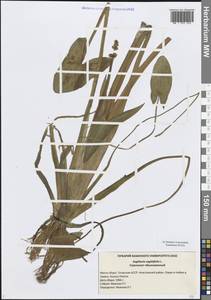Стрелолист обыкновенный L., Восточная Европа, Средневолжский район (E8) (Россия)