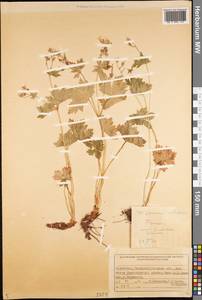 Герань белоцветковая Ledeb., Средняя Азия и Казахстан, Джунгарский Алатау и Тарбагатай (M5) (Казахстан)