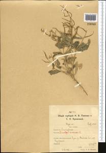 Rhamphospermum arvense (L.) Andrz. ex Besser, Средняя Азия и Казахстан, Северный и Центральный Казахстан (M10) (Казахстан)