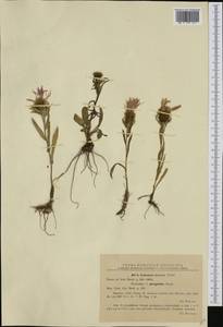 Centaurea nervosa Willd., Западная Европа (EUR) (Румыния)