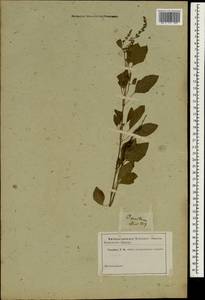 Ocimum tenuiflorum L., Зарубежная Азия (ASIA) (Неизвестно)