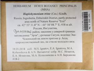 MW 9 090 494, Haplohymenium triste (Ces.) Kindb., Гербарий мохообразных, Мхи - Северный Кавказ и Предкавказье (B12) (Россия)