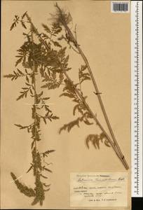Полынь Турнефора Rchb., Зарубежная Азия (ASIA) (КНР)