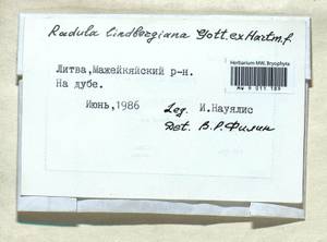 Radula lindenbergiana Gottsche ex C. Hartm., Гербарий мохообразных, Мхи - Прибалтика (B1)