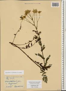Tanacetum corymbosum subsp. corymbosum, Кавказ, Азербайджан (K6) (Азербайджан)