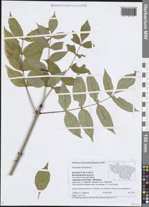 Ясень высокий, Ясень обыкновенный L., Восточная Европа, Центральный район (E4) (Россия)