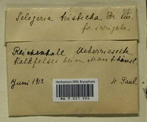 Seligeria trifaria (Brid.) Lindb., Гербарий мохообразных, Мхи - Западная Европа (BEu) (Германия)