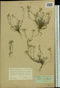 Odontarrhena tortuosa subsp. tortuosa, Восточная Европа, Центральный лесостепной район (E6) (Россия)