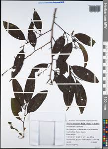 Prunus undulata Buch.-Ham. ex D. Don, Зарубежная Азия (ASIA) (Вьетнам)