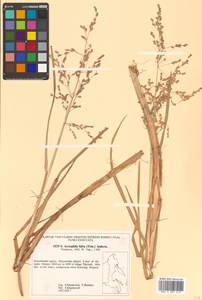 Dupontia fulva (Trin.) Röser & Tkach, Сибирь, Чукотка и Камчатка (S7) (Россия)
