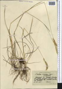 Трищетинник колосистый (L.) K.Richt., Средняя Азия и Казахстан, Северный и Центральный Тянь-Шань (M4) (Киргизия)