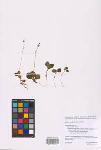 Одноцветка крупноцветковая (L.) A. Gray, Восточная Европа, Центральный район (E4) (Россия)